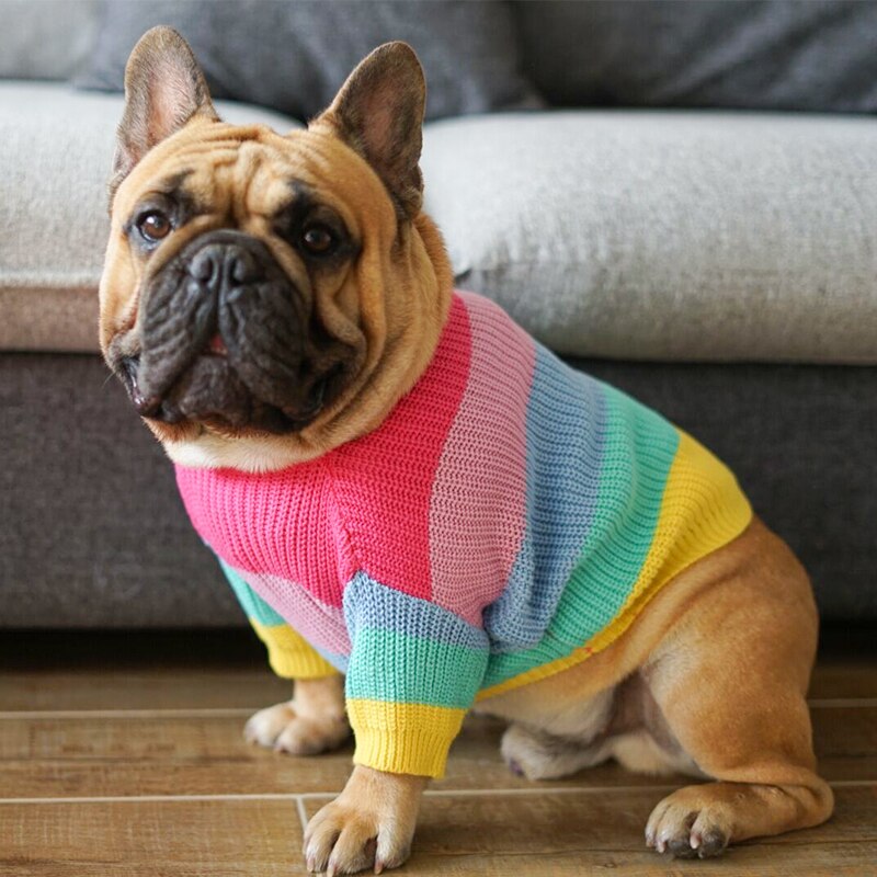 ChillPaw Rainbow Knit Sweater on a dog