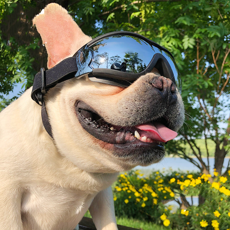 ChillPaw Dog Goggles